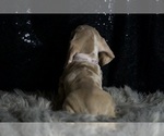 Small #5 Dachshund