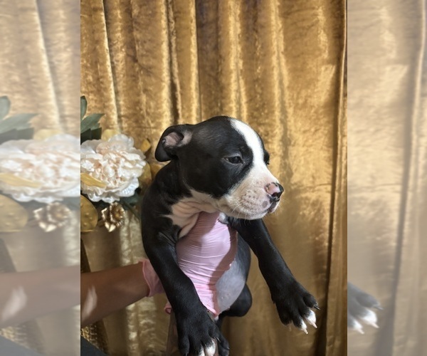 Medium Photo #27 American Bully Puppy For Sale in SEVERN, MD, USA