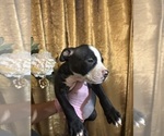 Small #5 American Bully