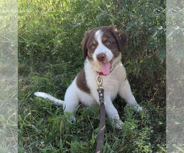 Medium Photo #3 Australian Shepherd-Unknown Mix Puppy For Sale in Des Moines, IA, USA