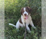 Small #2 Australian Shepherd Mix