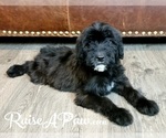 Small Photo #1 Whoodle Puppy For Sale in OVERGAARD, AZ, USA