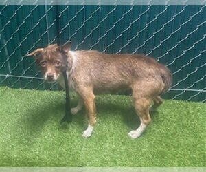 Chihuahua Dogs for adoption in Downey, CA, USA