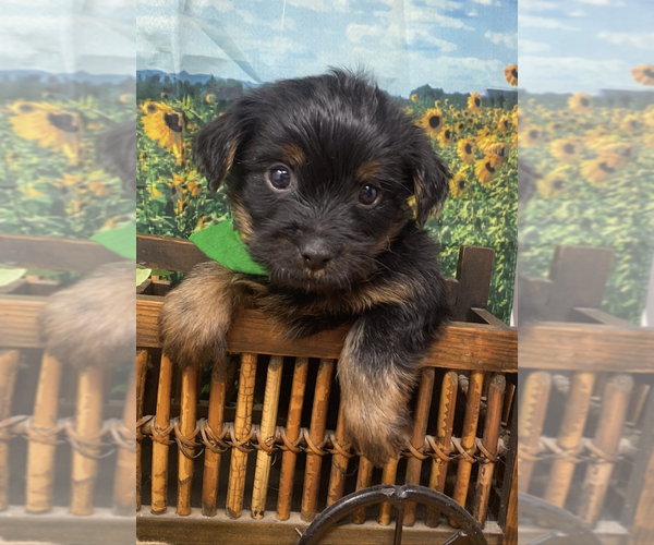Medium Photo #2 Shorkie Tzu Puppy For Sale in SELLERSBURG, IN, USA
