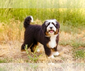 Father of the Bernedoodle (Miniature) puppies born on 07/30/2026