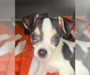 Chihuahua Dogs for adoption in Bolivar, MO, USA