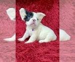Small Photo #129 French Bulldog Puppy For Sale in ORLANDO, FL, USA