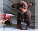 Small Photo #1 Chihuahua Puppy For Sale in BLACKSTONE, VA, USA