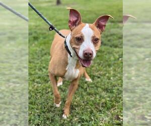 Mutt Dogs for adoption in Fort Lauderdale, FL, USA