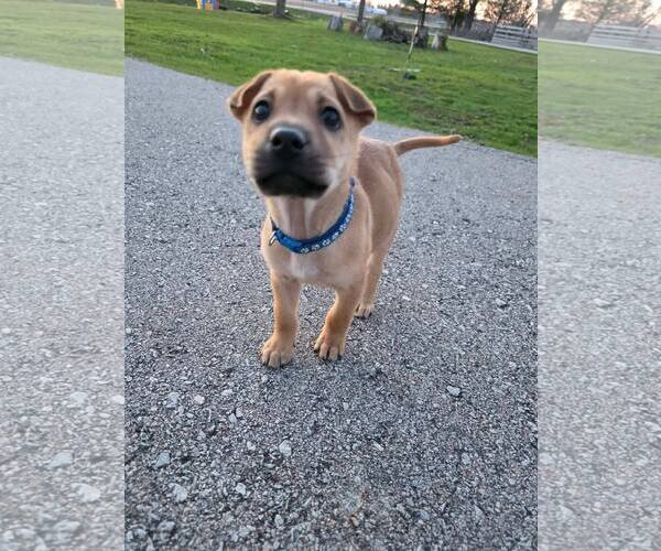 Medium Photo #1 Mutt Puppy For Sale in New London, WI, USA