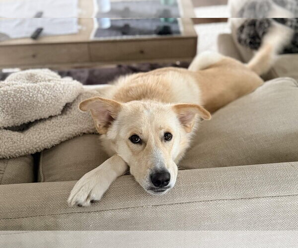 Medium Photo #2 Labrador Retriever Puppy For Sale in Fort Worth, TX, USA