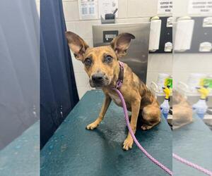 Catahoula Leopard Dog-Unknown Mix Dogs for adoption in Mobile, AL, USA