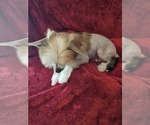 Small #5 Chinese Crested
