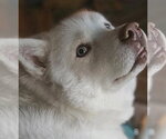 Small Siberian Husky