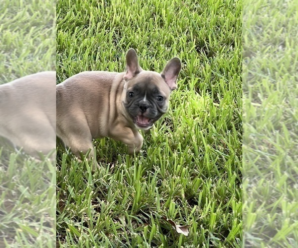Medium Photo #7 French Bulldog Puppy For Sale in AVON PARK, FL, USA