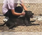 Small #2 Labrador Retriever Mix