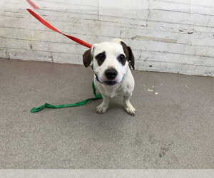 Beagle-Unknown Mix Dogs for adoption in San Bernardino, CA, USA