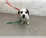 Small Beagle Mix