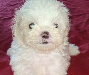 Mal-Shi Puppy for sale in HUMBLE, TX, USA