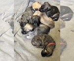 Small Irish Wolfhound