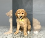 Small Photo #3 Goldendoodle-Poodle (Standard) Mix Puppy For Sale in PORTERVILLE, CA, USA
