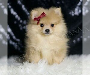 Medium Pomeranian