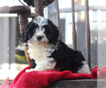 Small Photo #5 Cavapoo Puppy For Sale in GORDONVILLE, PA, USA