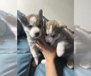 Alaskan Husky Puppy for sale in DESERT HOT SPRINGS, CA, USA