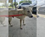 Small #4 Labrador Retriever Mix