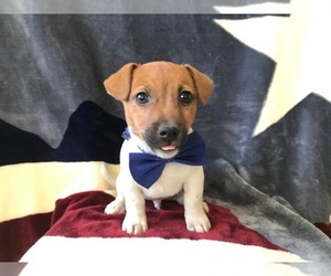 Jack Russell Terrier Puppy for sale in HONEY BROOK, PA, USA