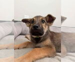 Small #1 German Shepherd Dog Mix
