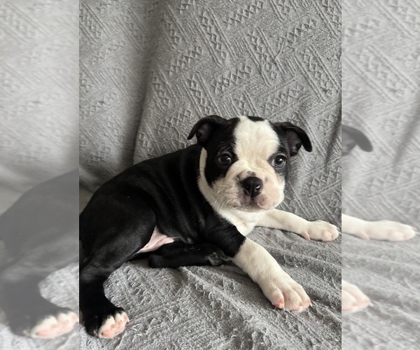 Medium Photo #2 Boston Terrier Puppy For Sale in BRIDGEWATER, NJ, USA