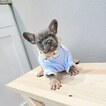 Small Photo #14 French Bulldog Puppy For Sale in MARYSVILLE, WA, USA