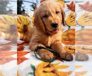 Golden Retriever Puppy for sale in VISALIA, CA, USA