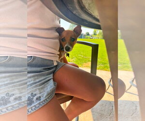 Chihuahua-Unknown Mix Dogs for adoption in New London, WI, USA