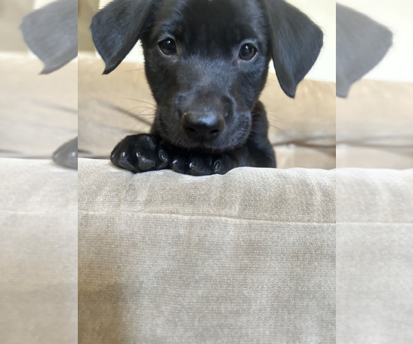 Medium Photo #5 Labrador Retriever Puppy For Sale in PITTSBURG, CA, USA