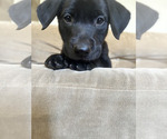 Small #4 Labrador Retriever