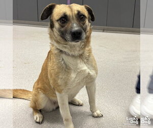 Mutt Dogs for adoption in Washington, DC, USA