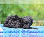 Small #8 Poodle (Toy)