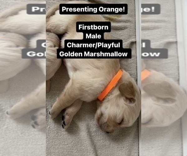Medium Photo #5 Golden Retriever Puppy For Sale in STATHAM, GA, USA