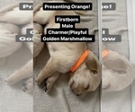 Small Photo #5 Golden Retriever Puppy For Sale in STATHAM, GA, USA