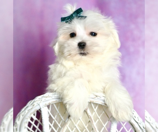 Medium Photo #41 Maltese Puppy For Sale in WARSAW, IN, USA