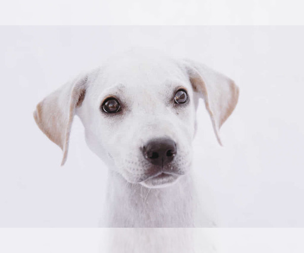 Medium Photo #9 Labbe Puppy For Sale in Princeton, MN, USA
