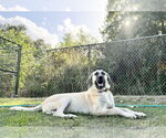 Small #5 Anatolian Shepherd-Rhodesian Ridgeback Mix