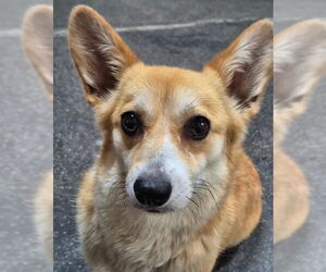 Pembroke Welsh Corgi Dogs for adoption in Agoura Hills, CA, USA