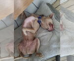 Small #3 American Pit Bull Terrier Mix