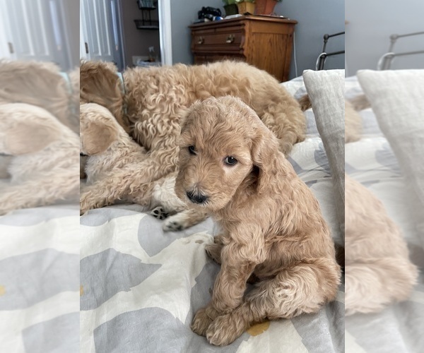 Medium Photo #2 Goldendoodle Puppy For Sale in NAPERVILLE, IL, USA