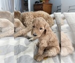 Small Photo #2 Goldendoodle Puppy For Sale in NAPERVILLE, IL, USA