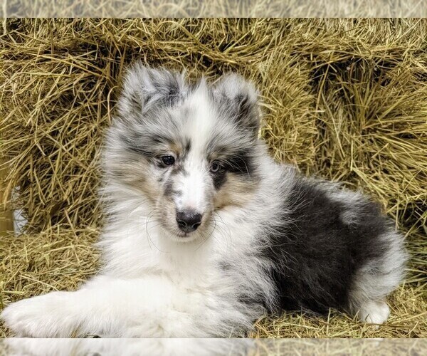 Medium Photo #1 Shetland Sheepdog Puppy For Sale in BRKN ARW, OK, USA