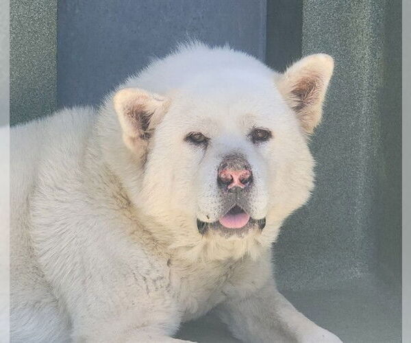 Medium Photo #1 Akita Puppy For Sale in Downey, CA, USA